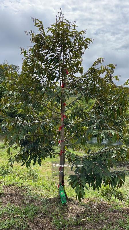 Agricultural Land for Sale in Kuala Lipis, Kuala Lipis by Zoe Ong - iProperty.com.my