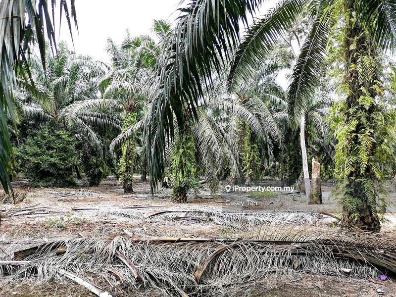 Tanah Pertanian untuk Dijual di Kampung Rimba Terjun, Pontian oleh Casey Tan - iProperty.com.my