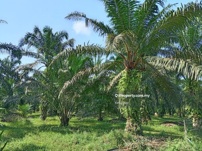 For Sale - Palm Oil Plantation @ Sungai Duri, Sungai Jawi for Sale
