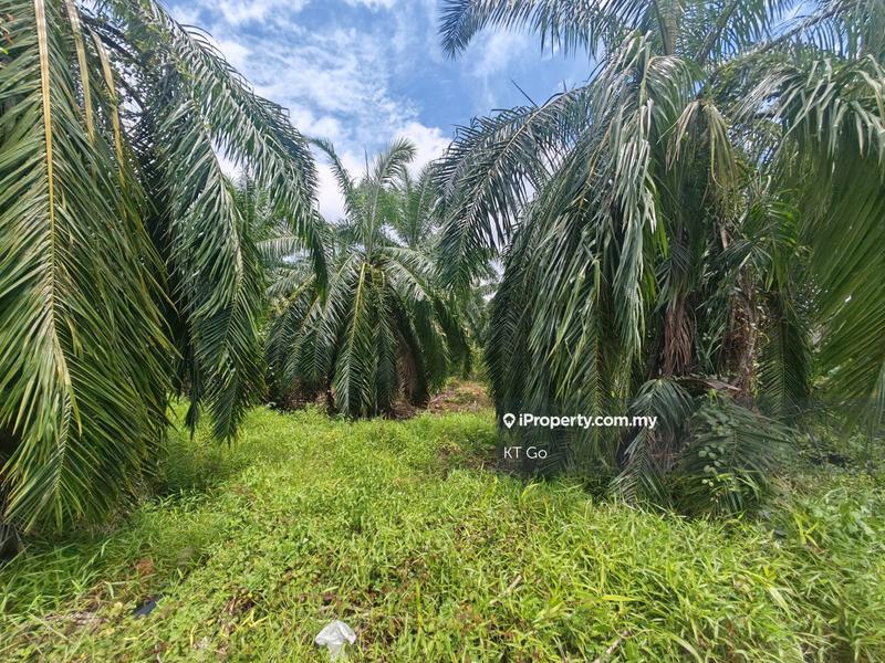 Agricultural Land for Sale in Kampung Tok Muda, Kapar by KT Go - iProperty.com.my