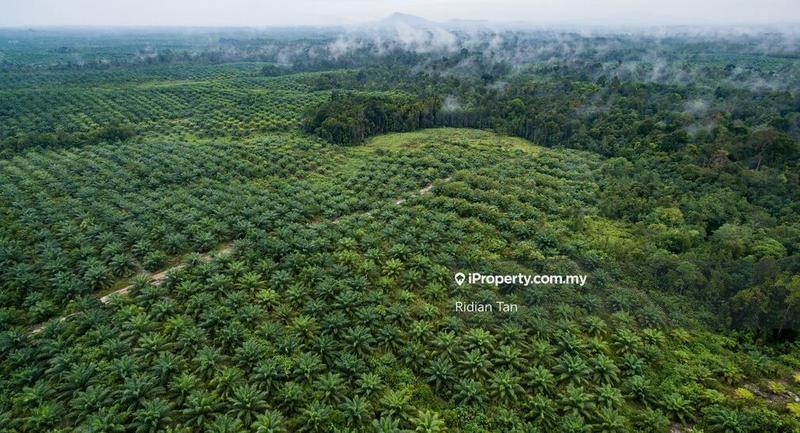 Tanah Pertanian untuk Dijual di Kuala Langat Agriculture Land, Banting oleh Ridian Tan - iProperty.com.my
