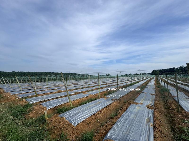 Agricultural Land for Sale in Kulai, Johor by Jessie Tan - iProperty.com.my