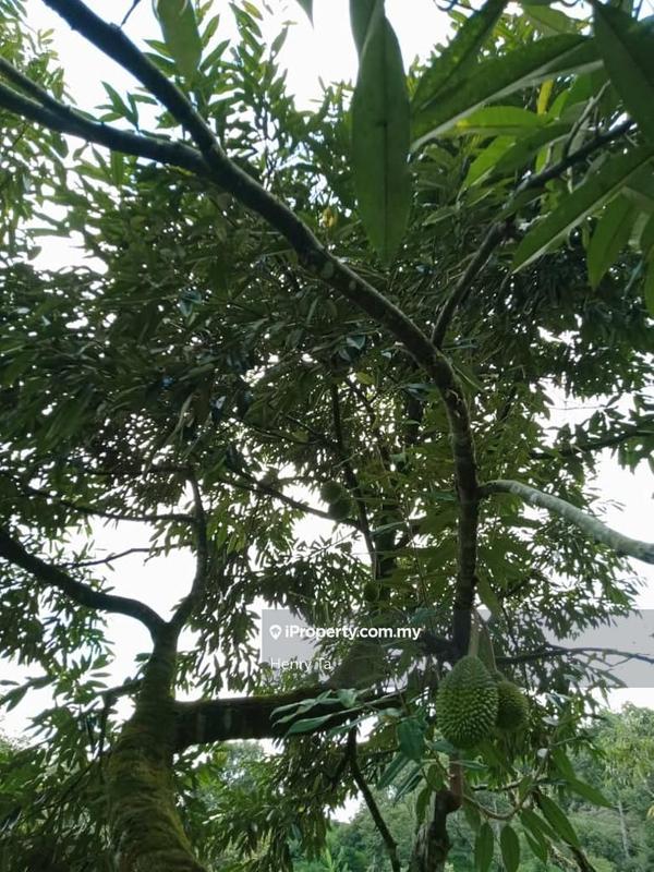 Tanah Pertanian untuk Dijual di Kawasan Perindustrian Bentong, Bentong oleh Henry Ta - iProperty.com.my