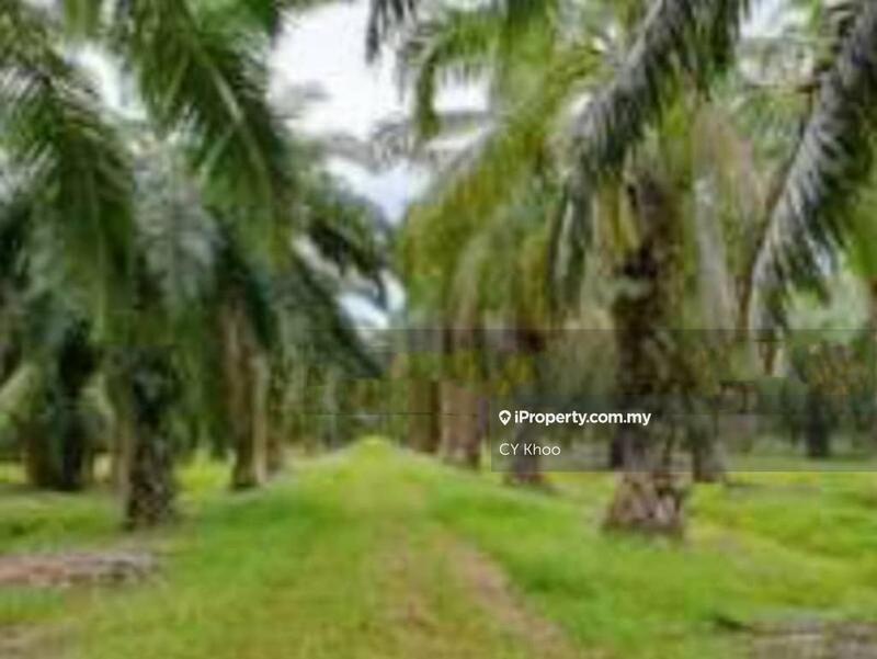 Tanah Pertanian untuk Dijual di Perak Tengah Jaya Baru Sitiawan 32000 Lekir, Sitiawan oleh CY Khoo - iProperty.com.my