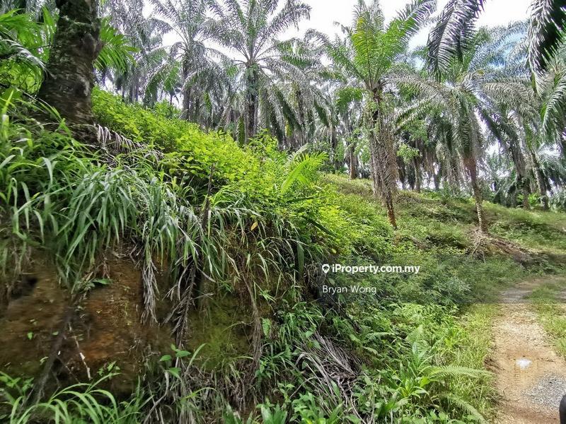 Agricultural Land for Sale in Penjom, Kuala Lipis, Pahang, Kuala Lipis by Bryan Wong - iProperty.com.my