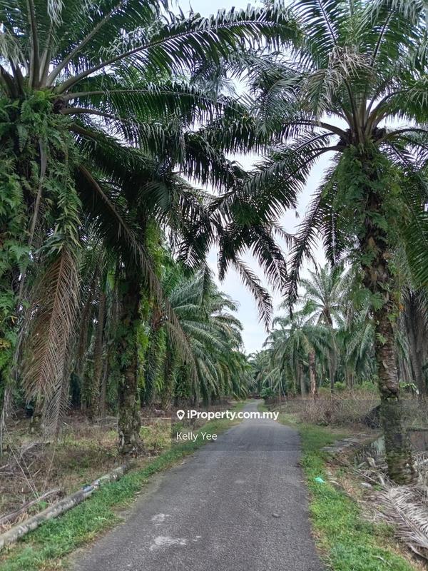 Tanah Pertanian untuk Dijual di Kampung Ladang Sempah, Sungai Jawi oleh Kelly Yee - iProperty.com.my