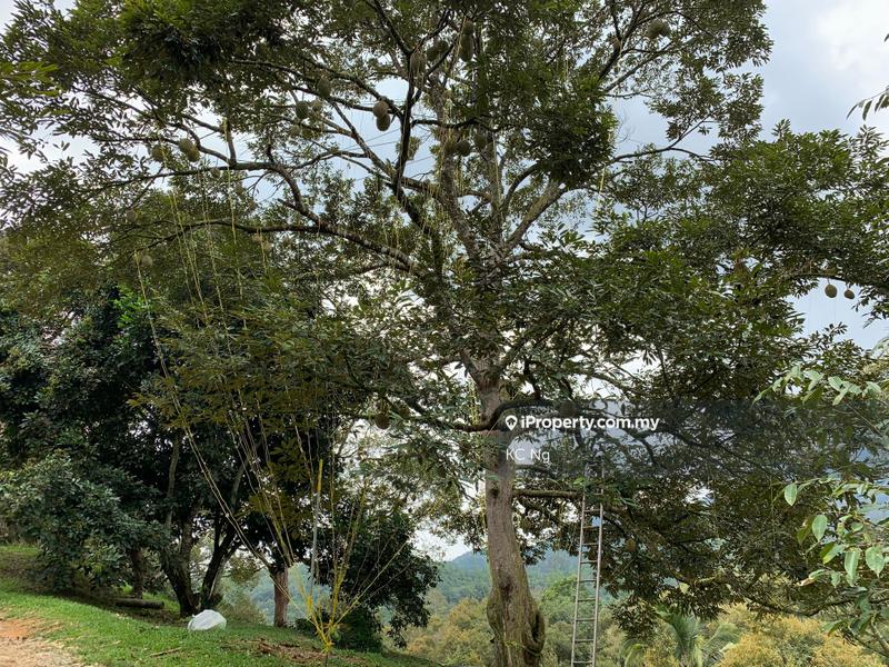 Agricultural Land for Sale in Raub, Raub by KC Ng - iProperty.com.my