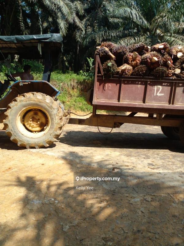 Agricultural Land for Sale in Palm Oil Plantation @ Ulu Lepar, Kuantan for Sale, Kuantan by Kelly Yee - iProperty.com.my
