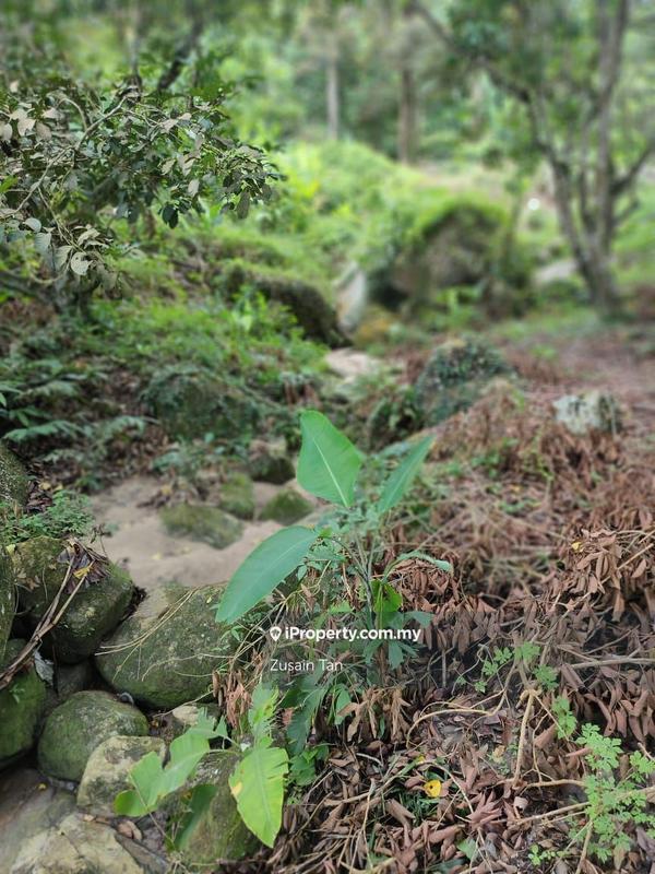 Agricultural Land for Sale in Kampung Titi Serong, Balik Pulau by Zusain Tan - iProperty.com.my