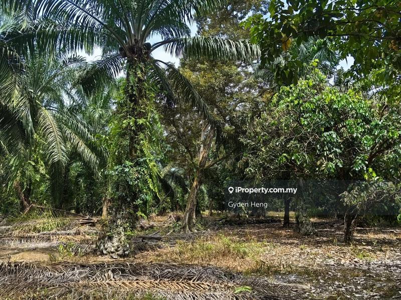For Sale - Pekan Nanas 21acres Oil Palm Land