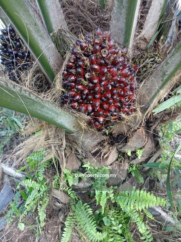 Agricultural Land for Sale in Palm Oil Plantation @ Ulu Lepar, Kuantan for Sale, Kuantan by Kelly Yee - iProperty.com.my