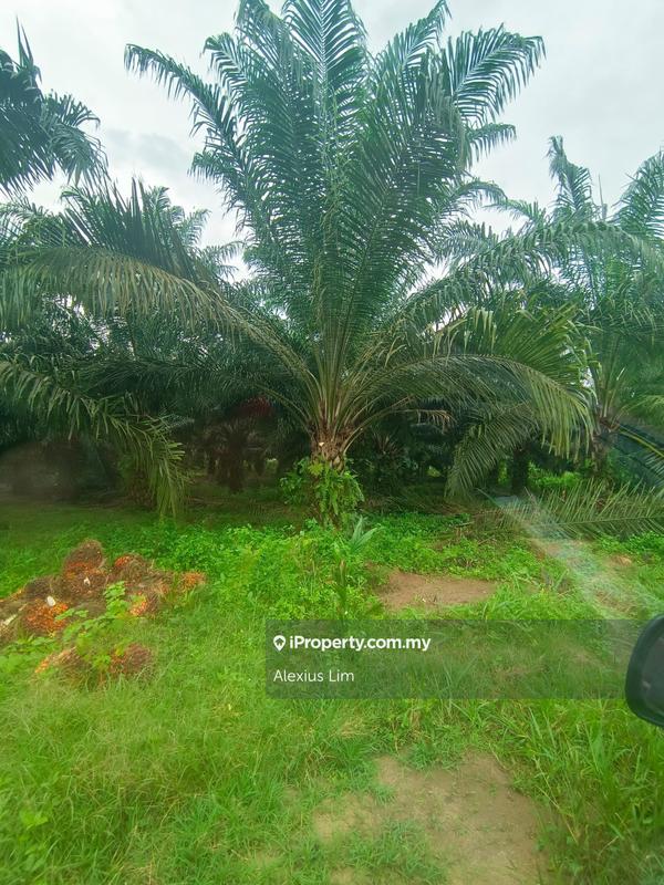 Agricultural Land for Sale in Mukim Paloh, Kluang by Alexius Lim - iProperty.com.my