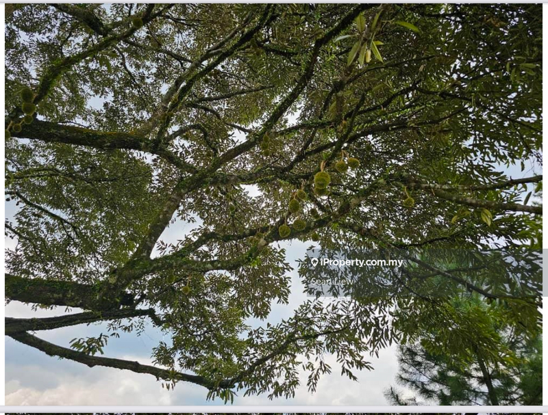 Agricultural Land for Sale in Hulu Langat, Selangor by Sean Liew - iProperty.com.my