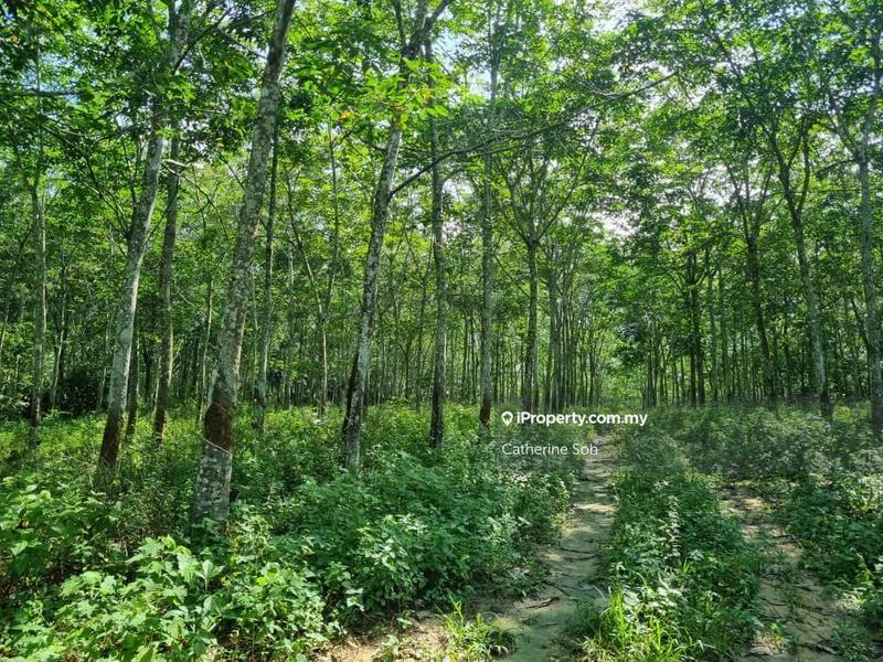 For Sale - Tanjung Minyak Freehold 16 acres Agriculture Land For Sale