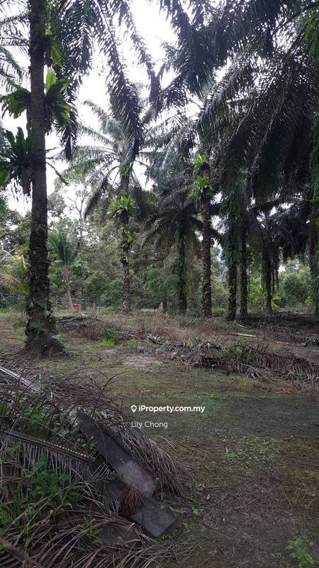Agricultural Land for Sale in Jeram, Perak by Lily Chong - iProperty.com.my