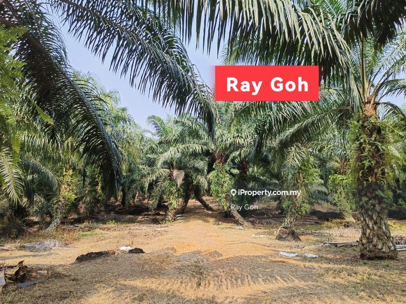 For Sale - Agriculture Land for Sale (Oil Palm Estate) at Pekan Meru Klang