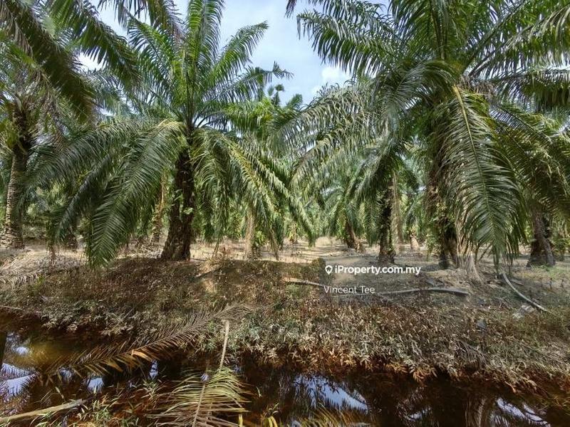 Agricultural Land for Sale in Kampung Tiram Buruk, Tanjong Karang by Vincent Tee - iProperty.com.my