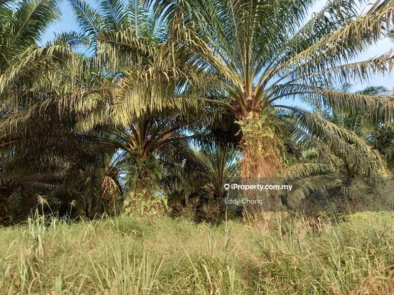 Tanah Pertanian untuk Dijual di Sri Lalang, Kluang oleh Eddy Chong - iProperty.com.my