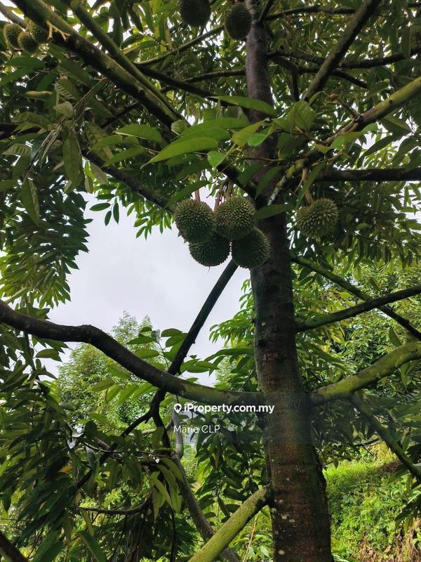 Agricultural Land for Sale in Kampung Sumpitan, Lenggong by Marie CLP - iProperty.com.my