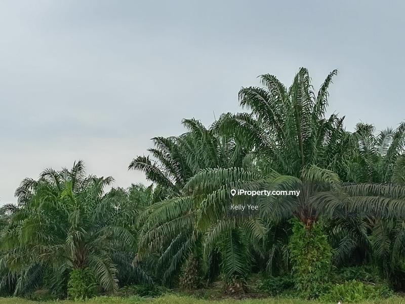 Tanah Pertanian untuk Dijual di Palm Oil Plantation @ Teluk Intan for Sale, Teluk Intan oleh Kelly Yee - iProperty.com.my
