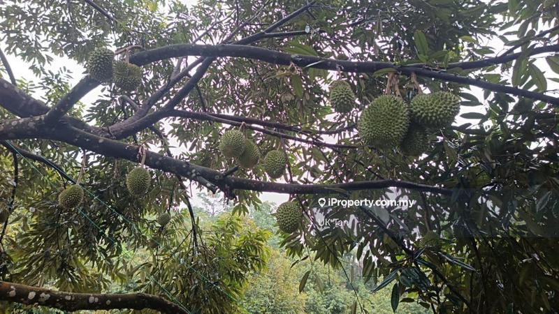 For Sale - Freehold Durian Farm Agriculture Land Kampung Baru Jalan Temoh, Chenderiang, Perak for Sell