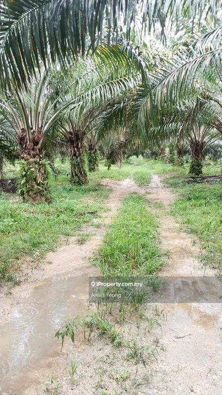 Tanah Pertanian untuk Dijual di Rembau, Negeri Sembilan oleh Alexis Yeong - iProperty.com.my