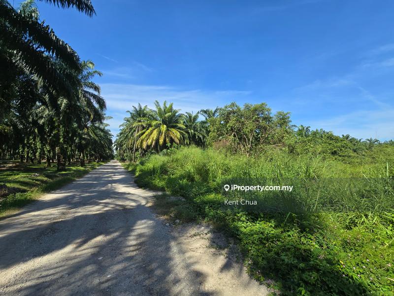 Agricultural Land for Sale in Ijok, Selangor by Kent Chua - iProperty.com.my