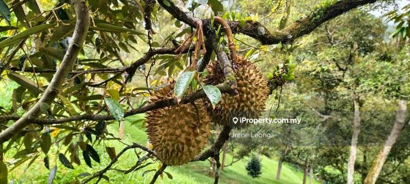 Agricultural Land for Sale in Karak, Pahang by Irene Leong - iProperty.com.my