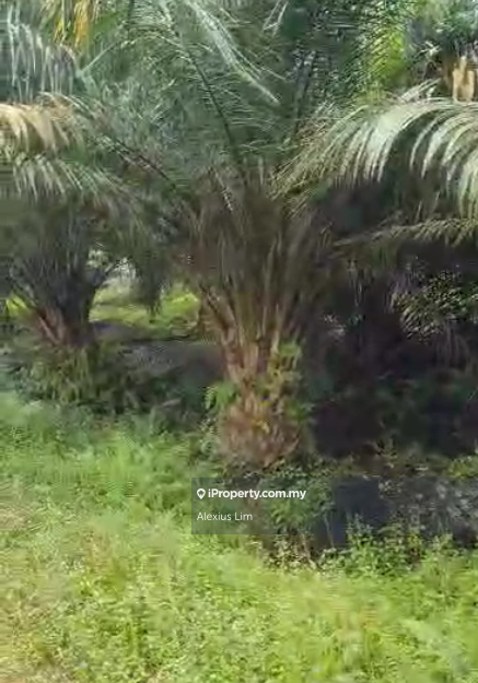 Tanah Pertanian untuk Dijual di Benut, Pontian oleh Alexius Lim - iProperty.com.my