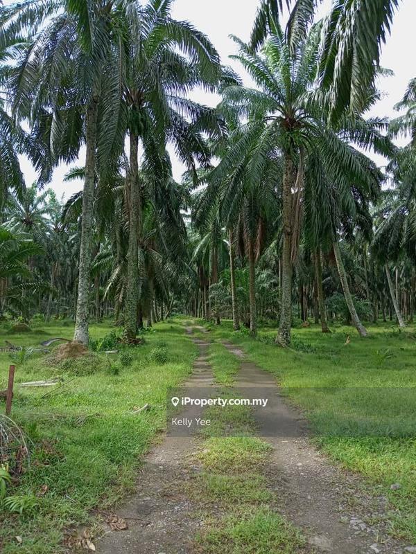 Agricultural Land for Sale in Changkat, Nibong Tebal by Kelly Yee - iProperty.com.my