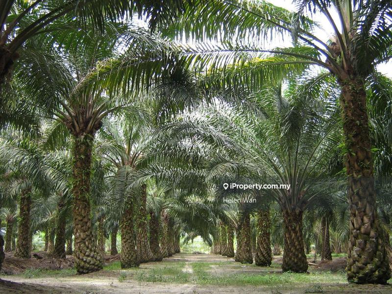 Agricultural Land for Sale in Kampung Baru Sungai Pelek, Sepang by Helen Wan - iProperty.com.my