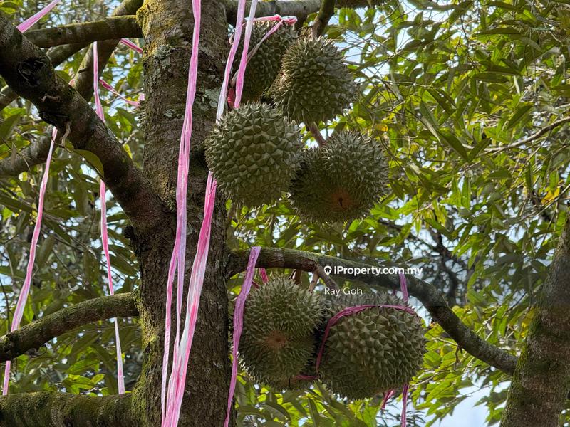 For Sale - Mantin Blackthorn Musang King Tupai King Durians and Fruits Orchard
