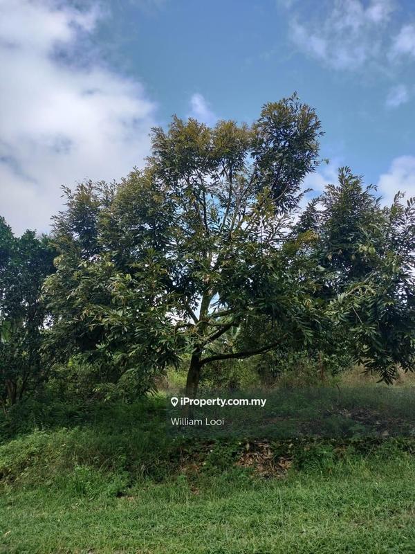 Agricultural Land for Sale in Sungai Ruan, Raub by William Looi - iProperty.com.my