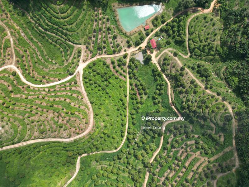 Agricultural Land for Sale in Taman Gua Musang, Gua Musang by Irene Leong - iProperty.com.my