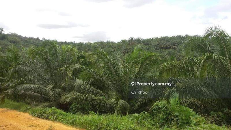 Tanah Pertanian untuk Dijual di Taman Gua Musang, Gua Musang oleh CY Khoo - iProperty.com.my