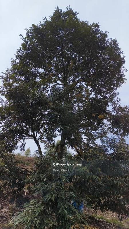 For Sale - Worth Deal // Johol // Existing Durian and Rubber Trees // 11 Acre