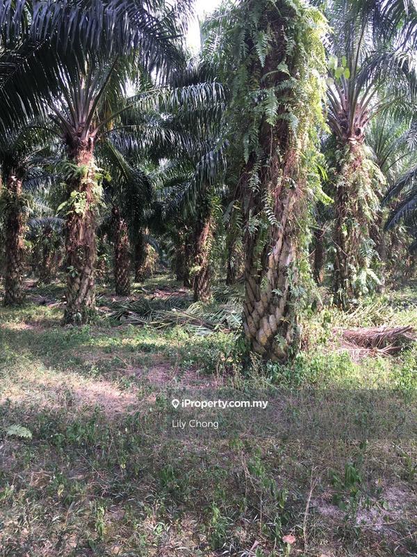 Tanah Pertanian untuk Dijual di Bercham, Ipoh oleh Lily Chong - iProperty.com.my