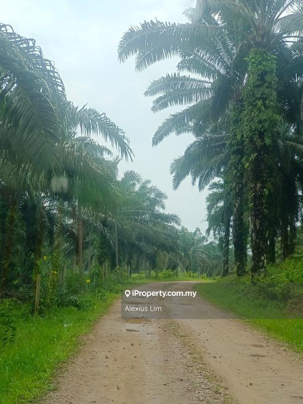 Agricultural Land for Sale in Mukim Paloh, Kluang by Alexius Lim - iProperty.com.my