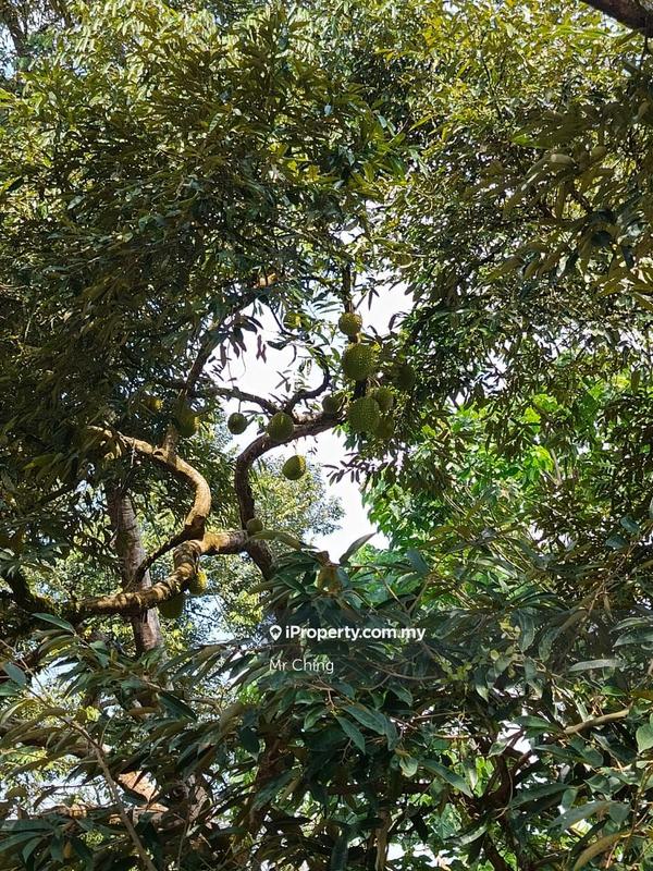 Agricultural Land for Sale in Raub Pahang, Raub by Mr Ching - iProperty.com.my