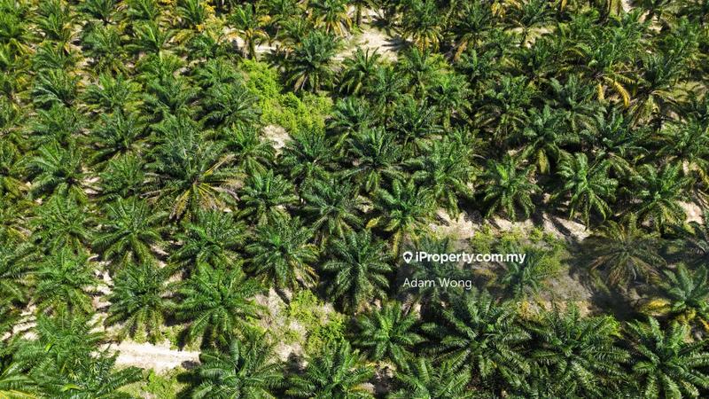 Agricultural Land for Sale in UITM Merbok, Merbok by Adam Wong - iProperty.com.my