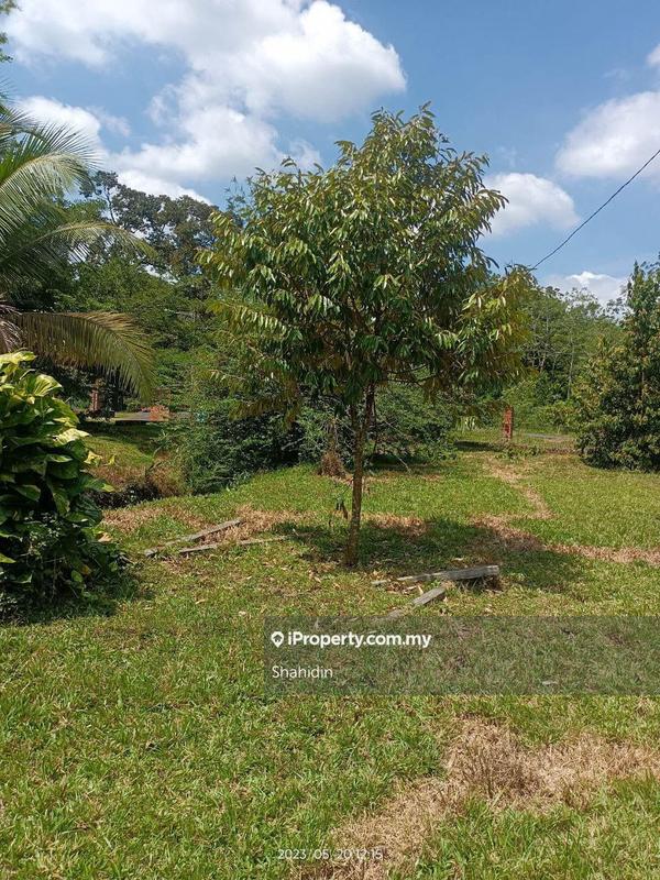 Banglo Tanah untuk Dijual di Linggi, Port Dickson oleh Shahidin - durian tree also available. Musang King etc - iProperty.com.my