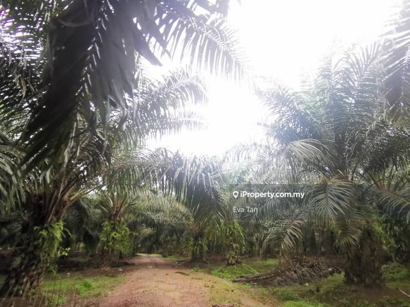 Tanah Pertanian untuk Dijual di Pontian, Johor oleh Eva Tan - iProperty.com.my