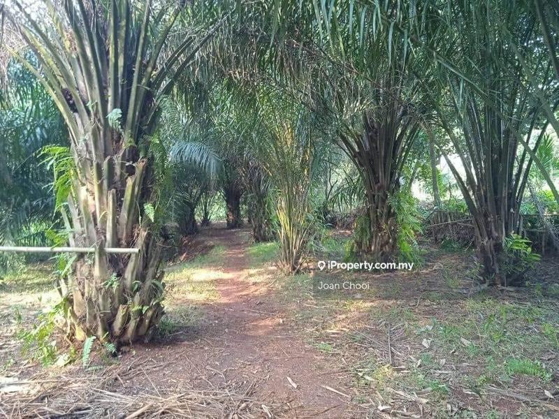 For Sale - 251 Acres Oil Palm Land in Kulim