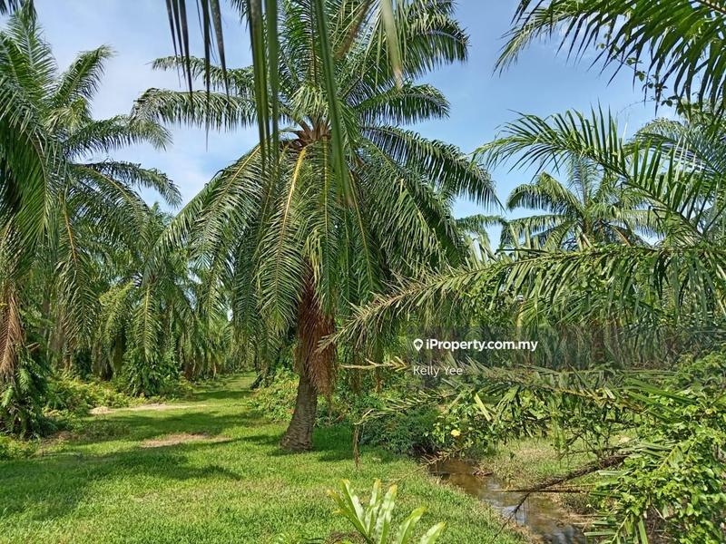 Tanah Pertanian untuk Dijual di Nibong Tebal, Penang oleh Kelly Yee - iProperty.com.my
