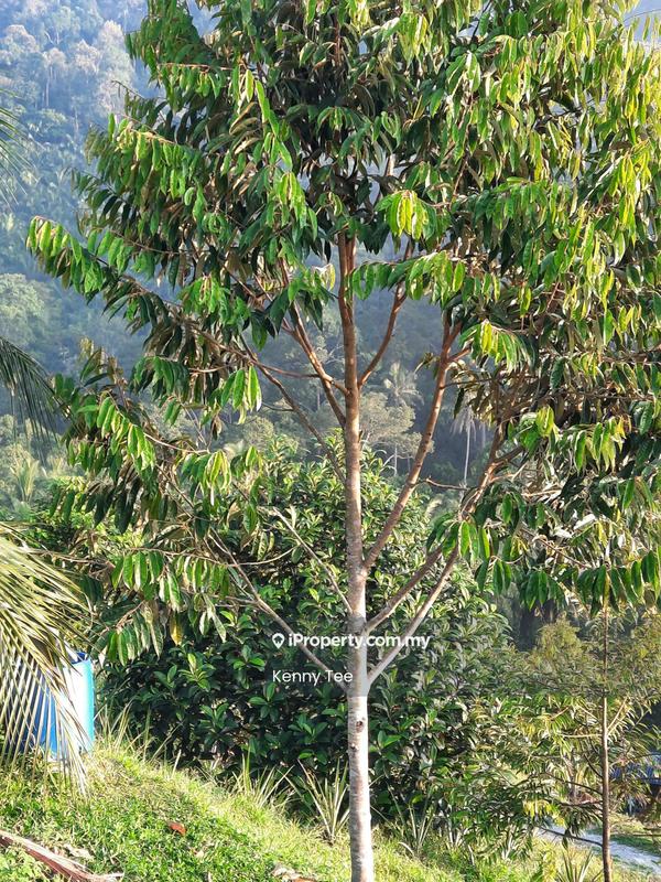 Tanah Pertanian untuk Dijual di Felda Titi, Titi oleh Kenny Tee - Exterior - iProperty.com.my