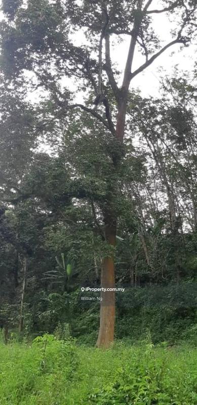 Tanah Pertanian untuk Dijual di Taman Jelebu, Kuala Klawang oleh William Ng - iProperty.com.my