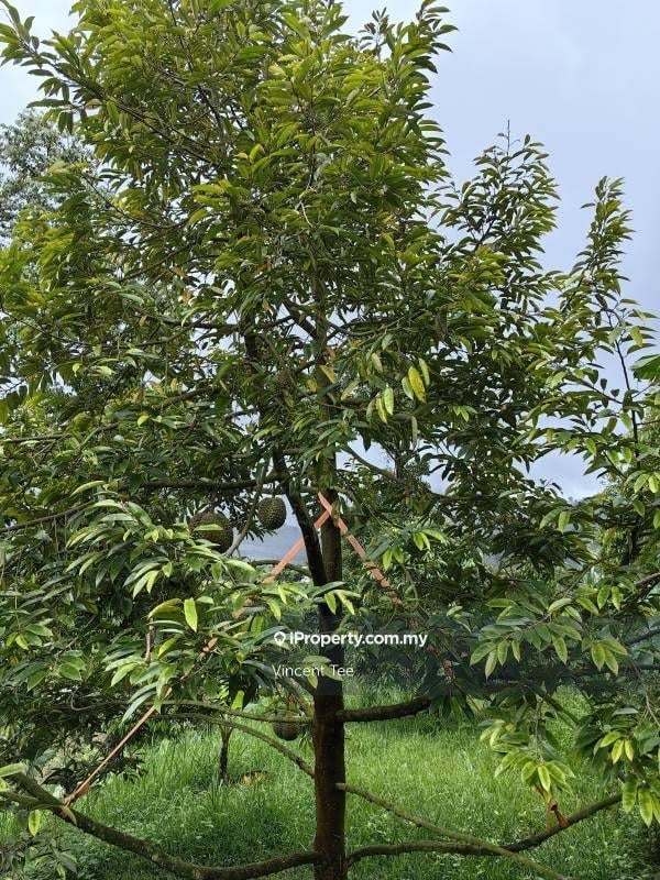 Agricultural Land for Sale in Taman Bentong Makmur, Bentong by Vincent Tee - iProperty.com.my