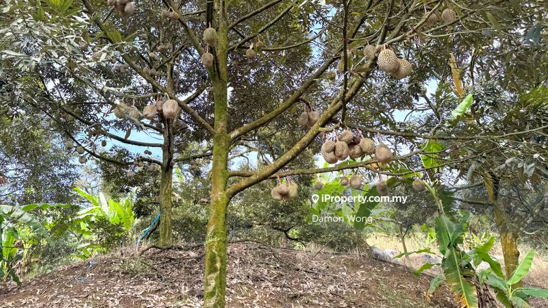 For Sale - 18.4 acres durian orchard in Sg Klau