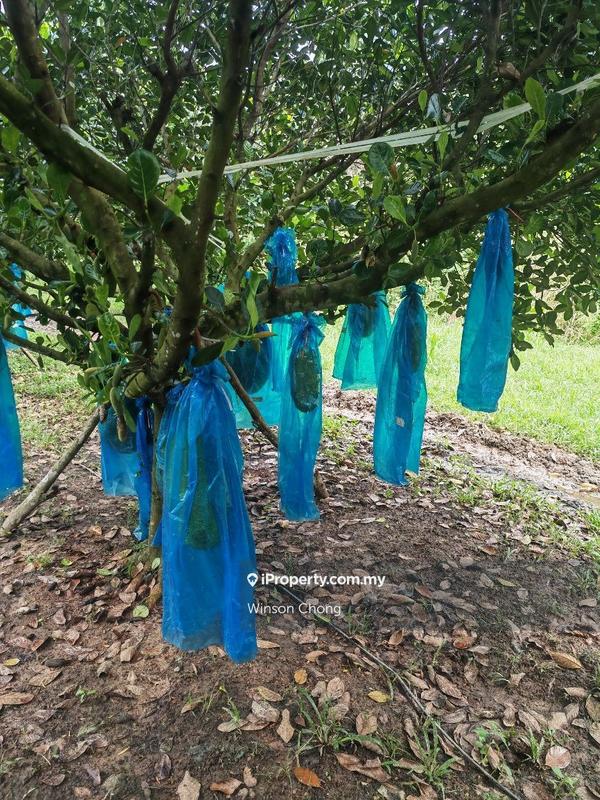 Agricultural Land for Sale in Kampung Baru Pokok Sena, Pokok Sena by Winson Chong - iProperty.com.my
