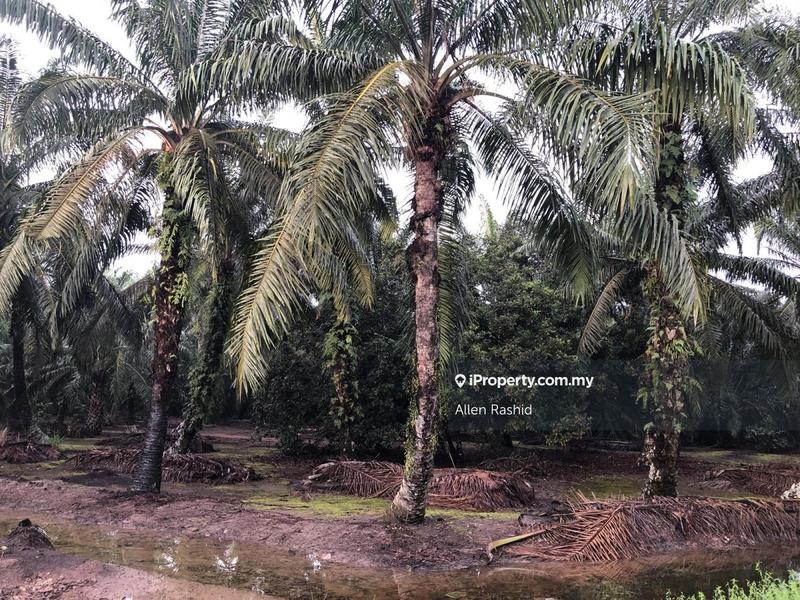 For Sale - Agricultural Land Rasau, Dungun, Terengganu